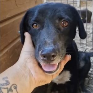 VICO (♂) – vermisst 11/24